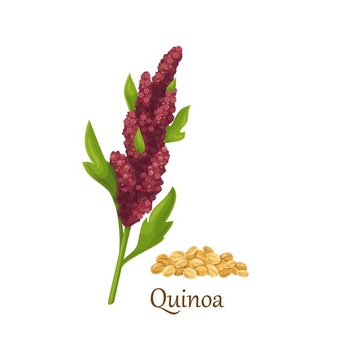 Eating Quinoa Everyday