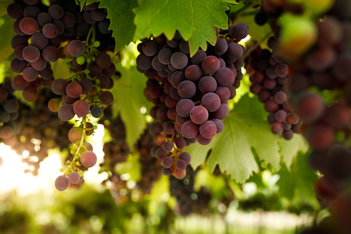 Benefits Of Black Grape