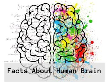 facts about human brain
