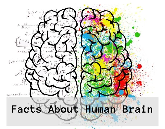 facts about human brain
